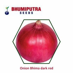 BHUMIPUTRA Hybrid Onion Bhima dark red seeds (500 GM)