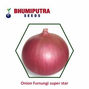 BHUMIPUTRA Hybrid Onion Fursungi super star seeds (1000 GM)