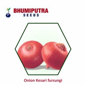 BHUMIPUTRA Hybrid Onion Kesari Fursungi seeds (1000 GM)