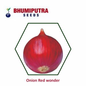 BHUMIPUTRA Hybrid Onion Red wonder seeds (500 GM)