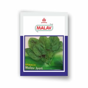 MALAV PALAK MALAV JYOTI ALL GREEN (500 GM)