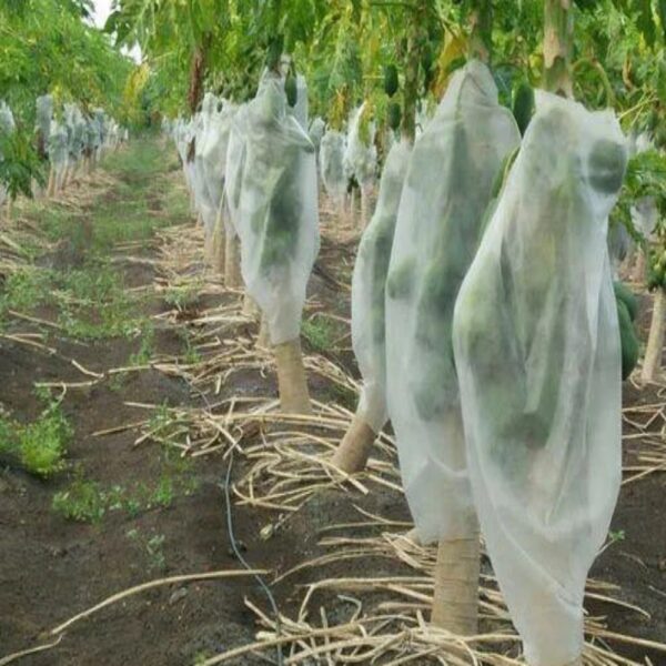SIDWIN GROW PAPAYA PROTECTION COVER(17 GSM - 15" WIDTH - 200 MTR LENGTH)