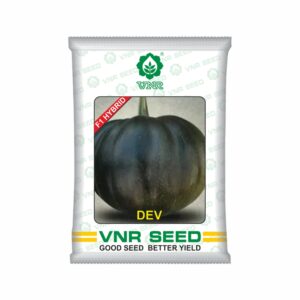 VNR Pumpkin hybrid dev (50 gm)
