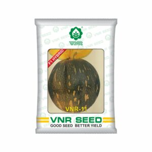 VNR Pumpkin hybrid 11 (50 gm)