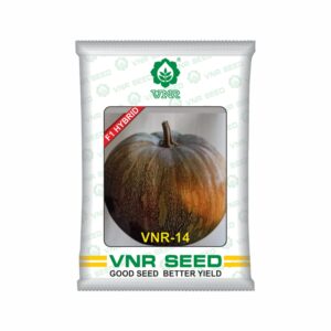 VNR Pumpkin hybrid 14 (50 gm) 
