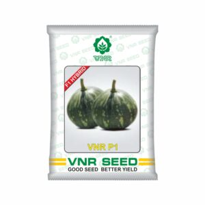 VNR Pumpkin hybrid p1 (50 gm) 