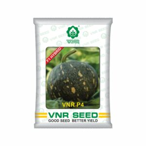 VNR Pumpkin hybrid p4 (50 gm) 