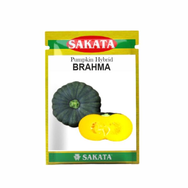 SAKATA PUMPKIN F1 BRAHMA (10 GM) (POUCH)