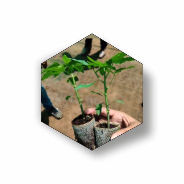 M G Biotech Ice Berry - Green Berry Papaya Plants (Minimum Qty 3000 PLANTS)