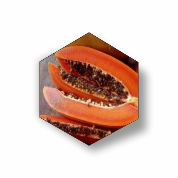 M G Biotech Taiwan 786 Papaya Plants (Minimum Qty 3000 PLANTS)