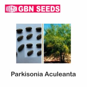 GBN parkinsonia aculeata seeds (1 KG)(pack of 10)