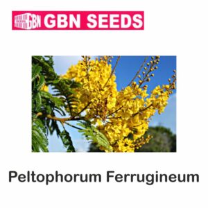 GBN pletoform femugineum(Peela Gulmohar) seeds (1 KG)(pack of 10)