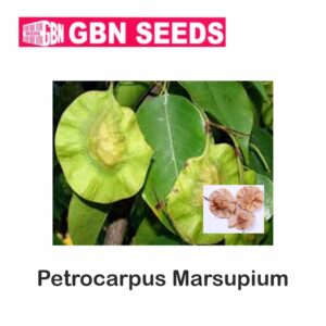 GBN pterocarpus marsupium seeds (1 KG)(pack of 10)