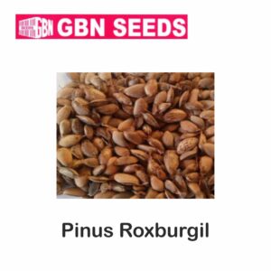 GBN pinus roxburgil (chir pine)seeds (1 KG)(pack of 10)