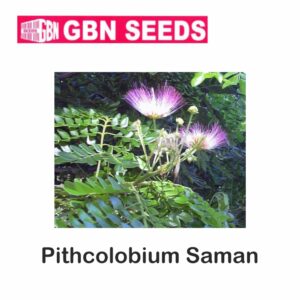 GBN Pithcolobium saman seeds (1 KG)(pack of 10)