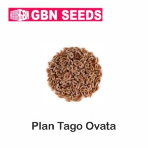 GBN plan tago dvata (Ispaghul) seeds (1 KG)(pack of 10)