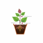 Plants Growth Regulators