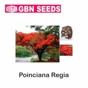 GBN poinciana regia seeds (1 KG)(pack of 10)