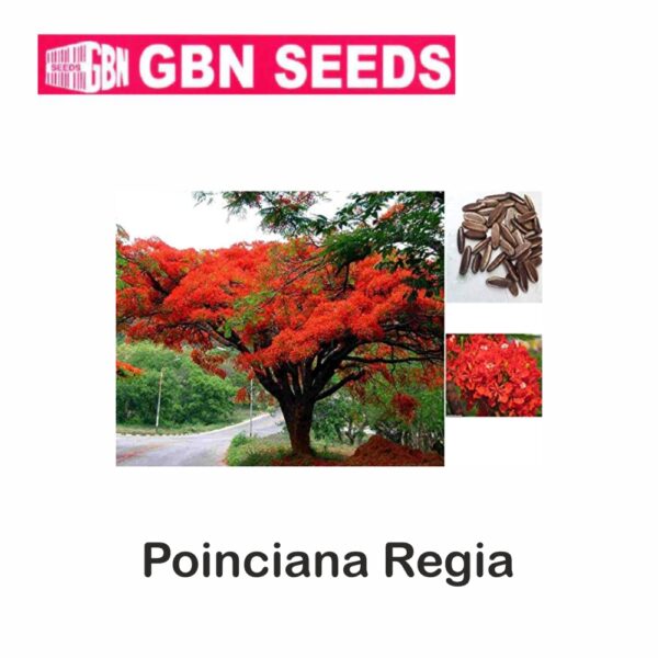 GBN poinciana regia seeds (1 KG)(pack of 10)