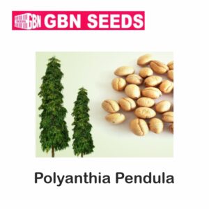 GBN polyanthia pendula seeds (1 KG)(pack of 10)