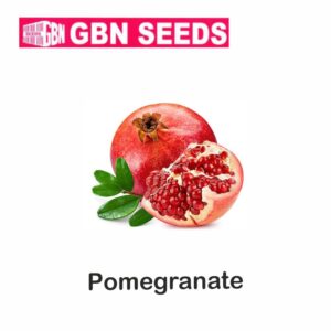 GBN pomegranate seeds (1 KG)(pack of 10)