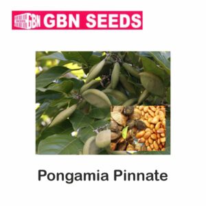 GBN pongamia pinnate seeds (1 KG)(pack of 10)