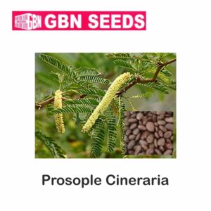 GBN prosople cineraria seeds (1 KG)(pack of 10)