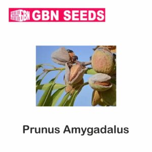 GBN prunus amygadalus seeds (1 KG)(pack of 10)
