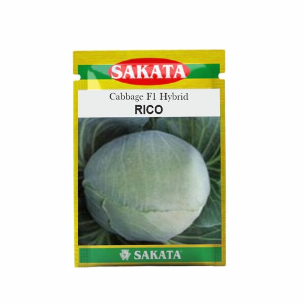 SAKATA CABBAGE F1  RICO (20 GM) (POUCH)
