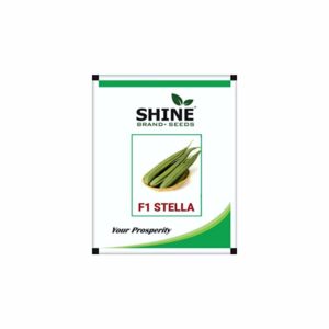 SHINE F1 STELLA RIDGE GOURD SEEDS (10 gm)