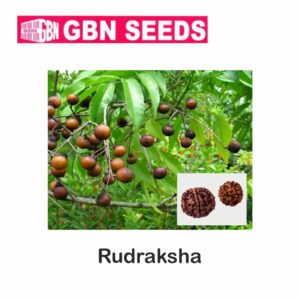 GBN rudraksha seeds (1 KG)(pack of 10)