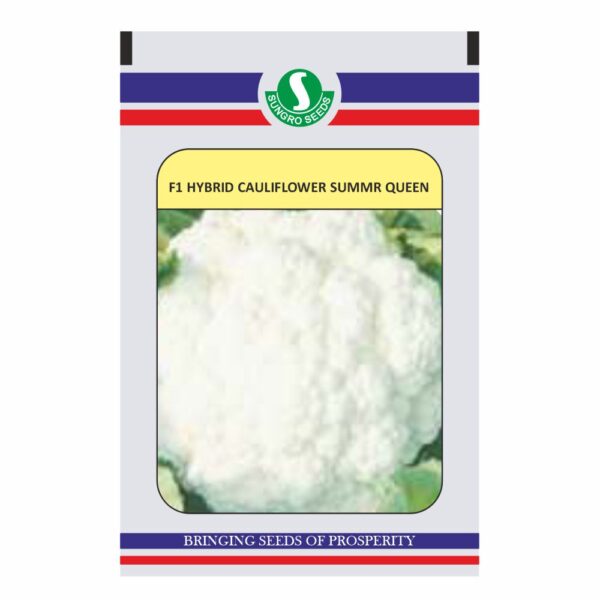 SUNGRO CAULIFLOWER SUMMER QUEEN
