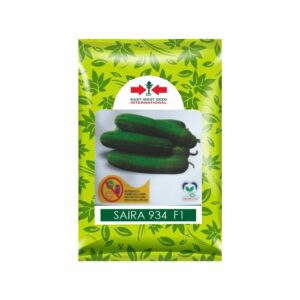 East-West Cucumber Saira 934 (800 SEEDS)
