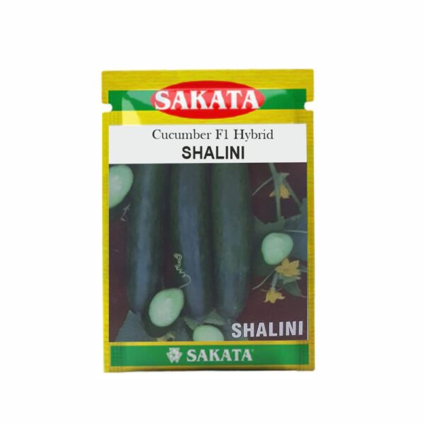 SAKATA CUCUMBER F1 SHALINI (6004) (10 GM) (POUCH)