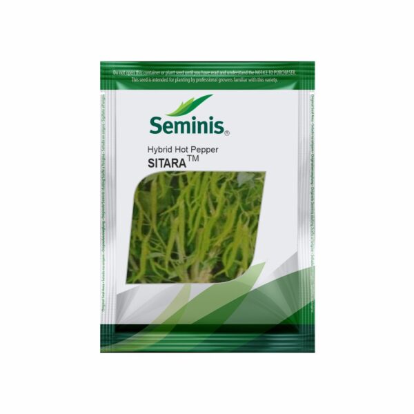 SEMINIS CHILLI SITARA (1500 SEEDS)