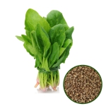 SPINACH SEED
