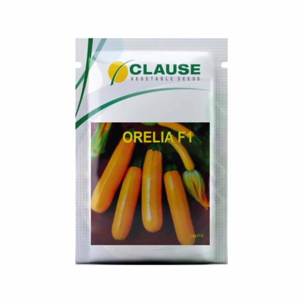 Clause SQUASH ORELIA (100 SEEDS)