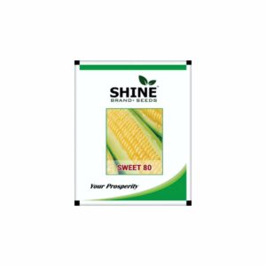 SHINE SWEET-80 SWEET CORN SEEDS (500 gm)
