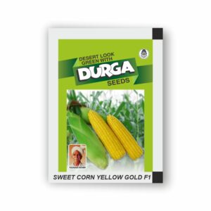 DURGA hybrid SWEET CORN YELLOW GOLD F1(kitchen garden packet) (Minimum 10 Packets)