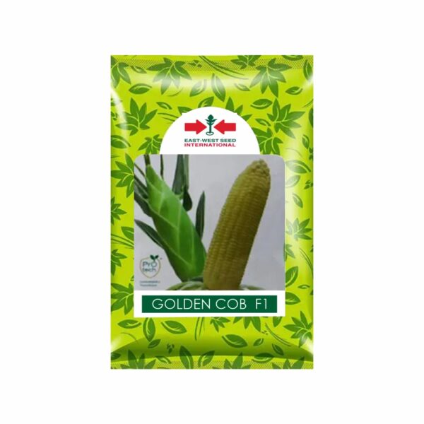 East West SWEETCORN GOLDEN COB (500 GM)