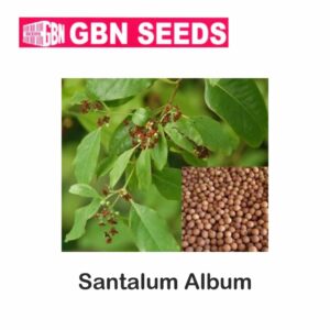 GBN santalum album seeds (1 KG)(pack of 10)
