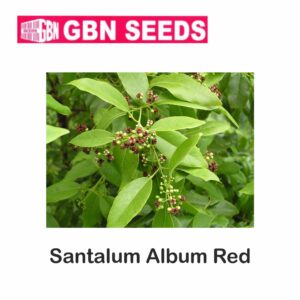 GBN santalum album red seeds (1 KG)(pack of 10)