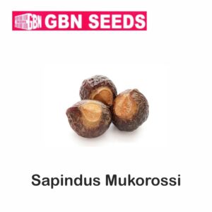 GBN Sapindus mukorossi (Ritha)(Areetha) seeds (1 KG)(pack of 10)