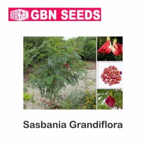 GBN sasbania grandiflora seeds (1 KG)(pack of 10)