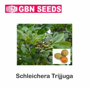 GBN schleichera trijjuga seeds (1 KG)(pack of 10)