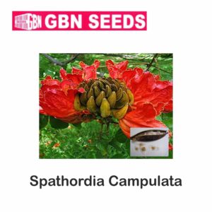 GBN Spathordia campaulata seeds (1 KG)(pack of 10)