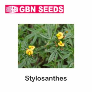 GBN stylosanthes seeds (1 KG)(pack of 10)
