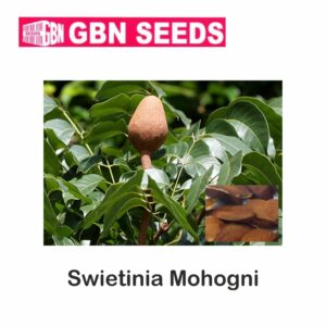 GBN swietinia mohogni seeds (1 KG)(pack of 10)