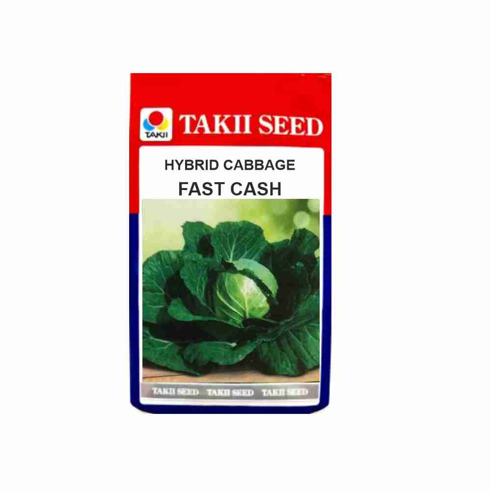 FAST CASH CABBAGE F1