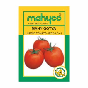 mahyco TOMATO HY. MAHY GOTYA (S-41) 10 GM